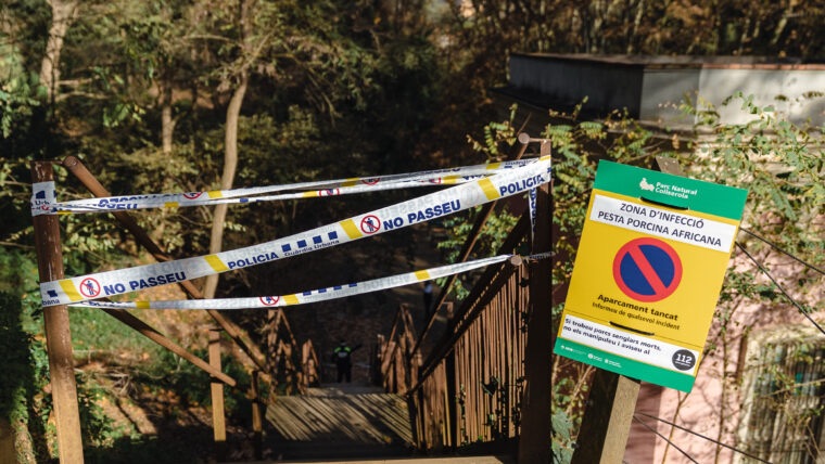 Restriccions d’activitats de lleure al Parc de Collserola per un focus de Pesta Porcina&nbsp;Africana
